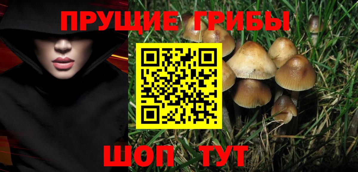 Псилоцибиновые грибы Psilocybine cubensis Сертолово